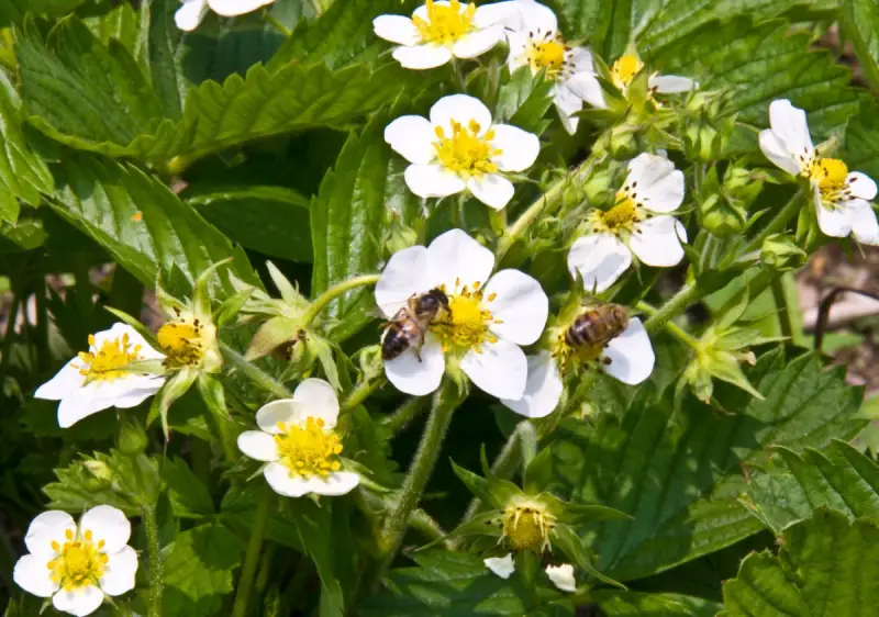 How to pollinate strawberries in a greenhouse