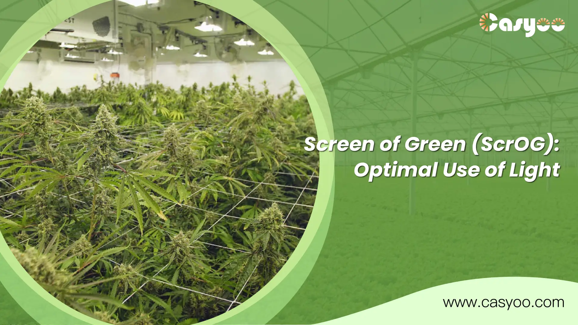 Screen of Green (ScrOG) Optimal Use of Light