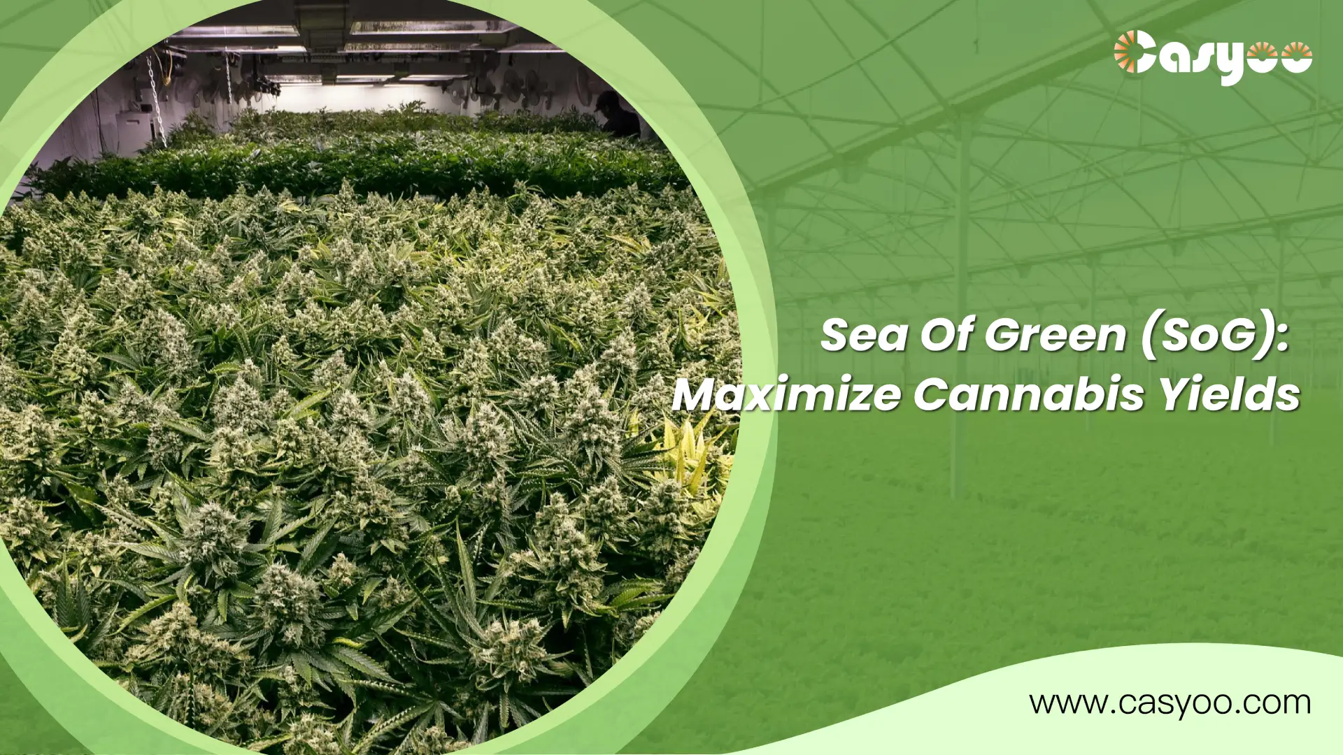 Sea Of Green (SoG) Maximize Cannabis Yields