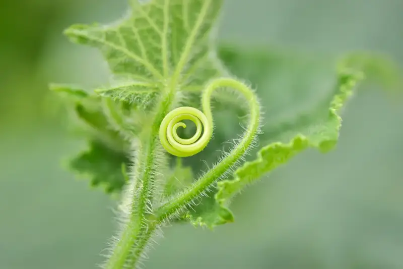 Vegetative Stage