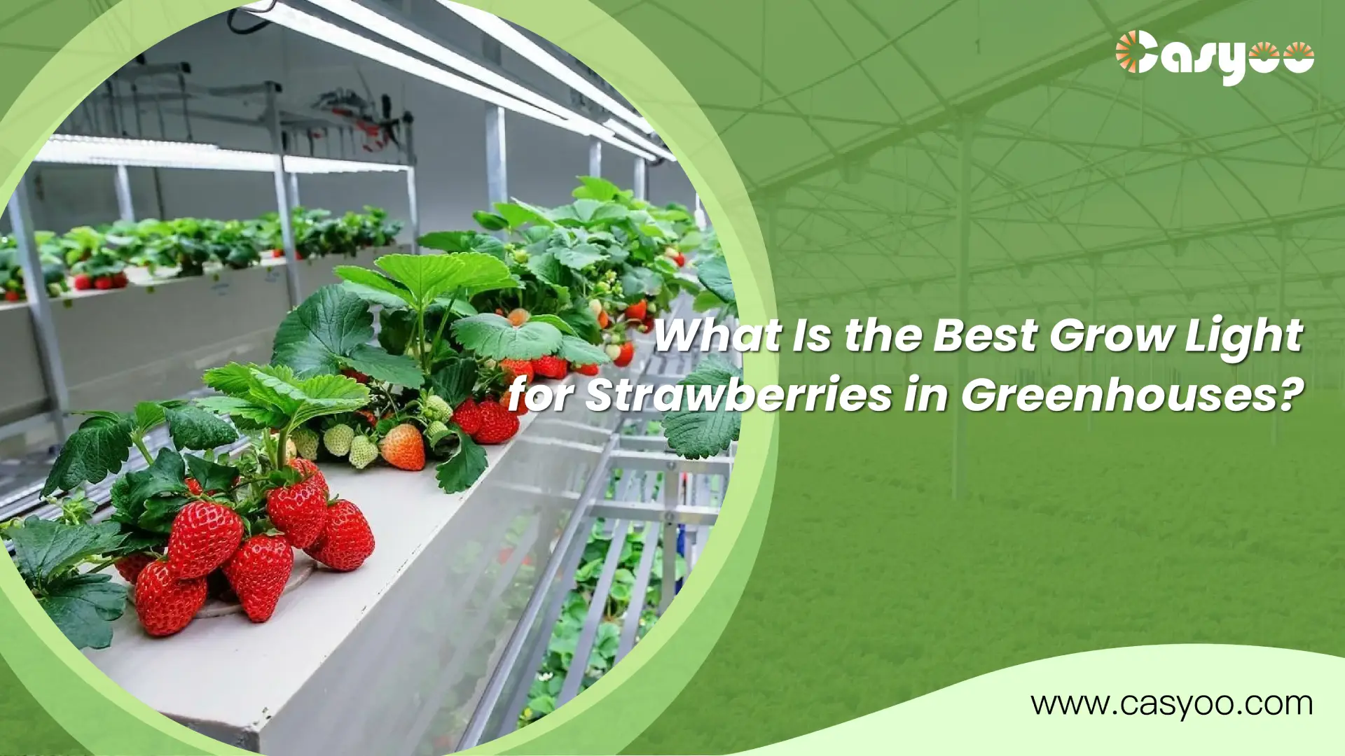 What Is the Best Grow Light for Strawberries in Greenhouses