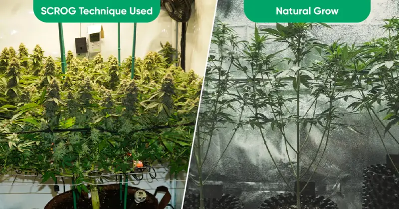 What are the Benefits of ScrOG