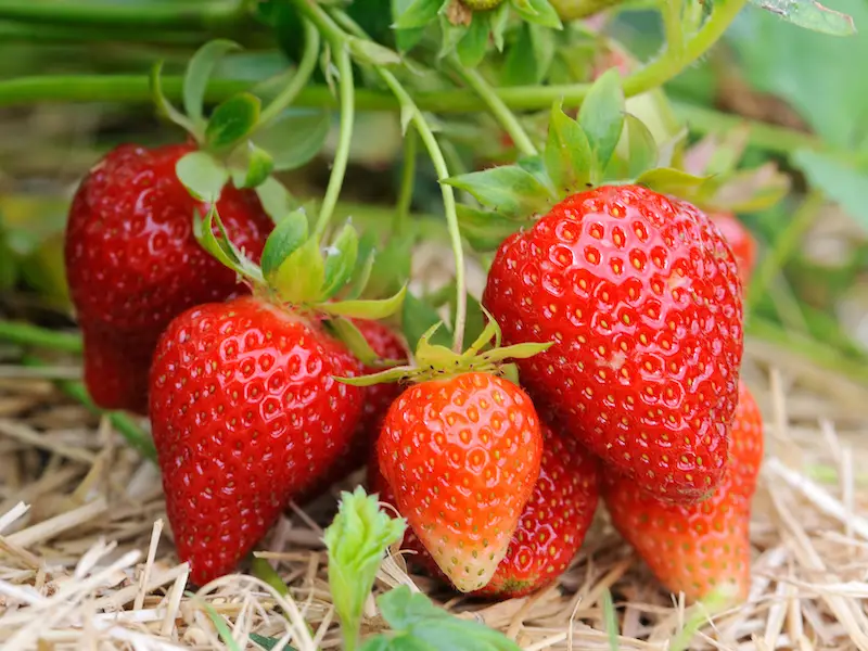 What types of strawberries are suitable for growing in a greenhouse