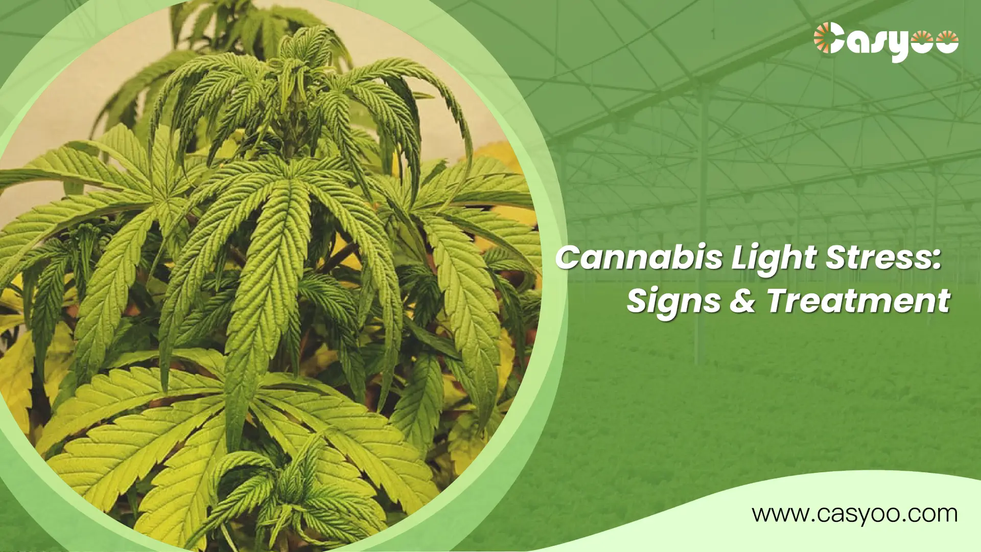 Cannabis Light Stress Signs & Treatment