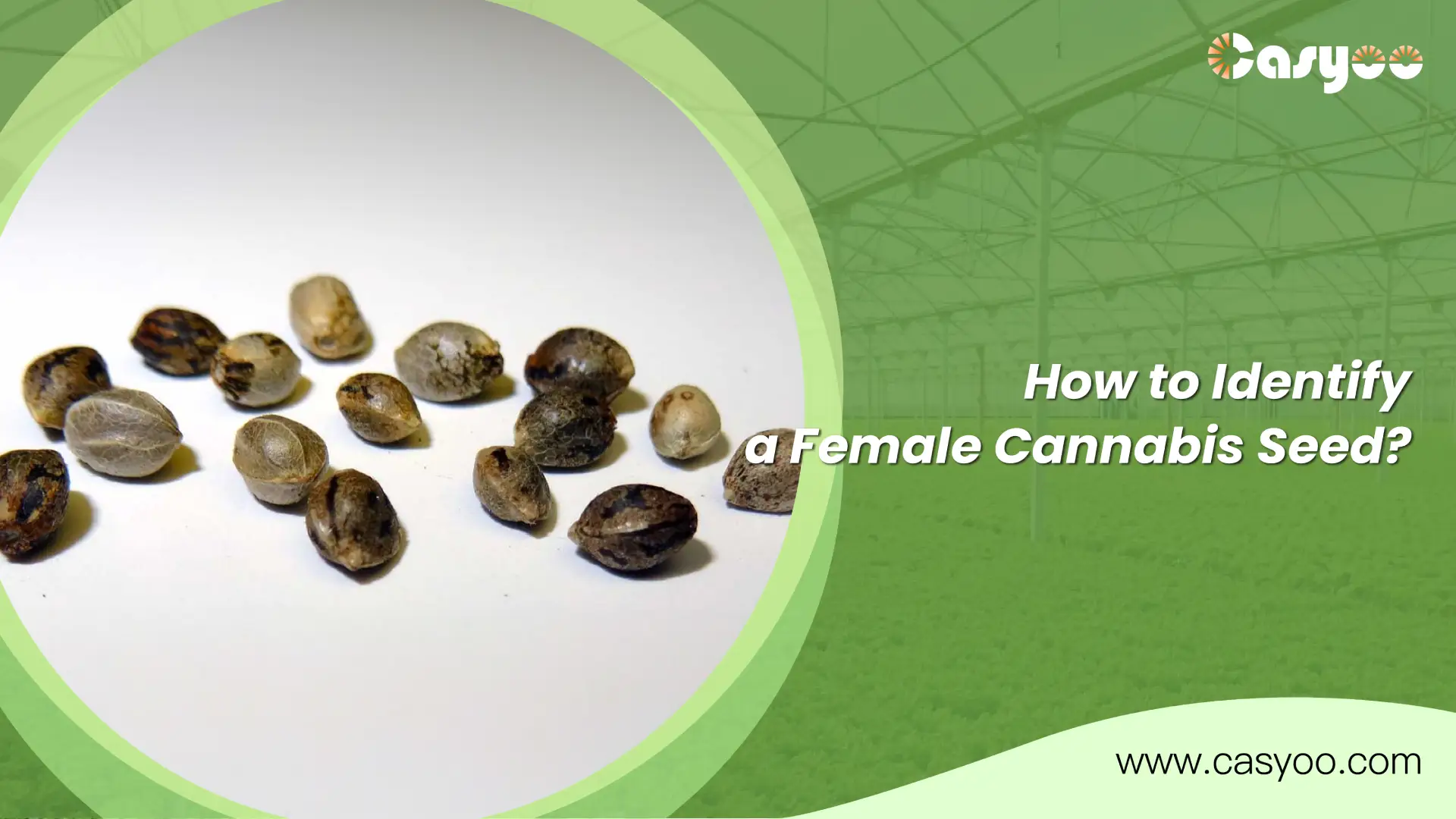 How to Identify a Female Cannabis Seed