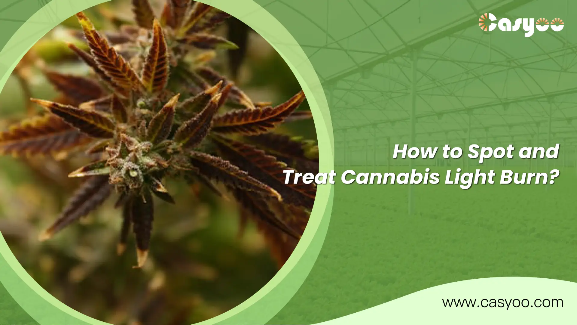 How to Spot and Treat Cannabis Light Burn