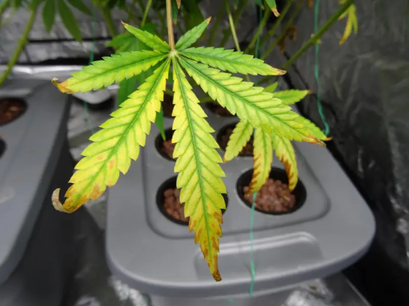 How to deal with light stress in plants