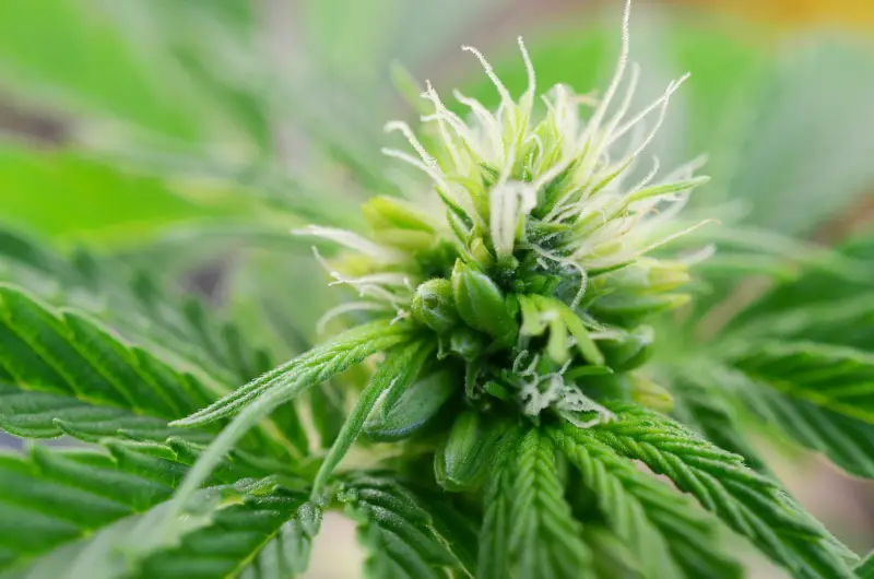 What are female cannabis plants