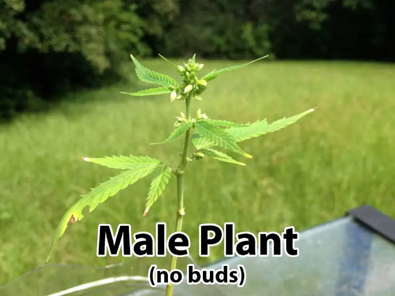 What are the early signs of male weed plants