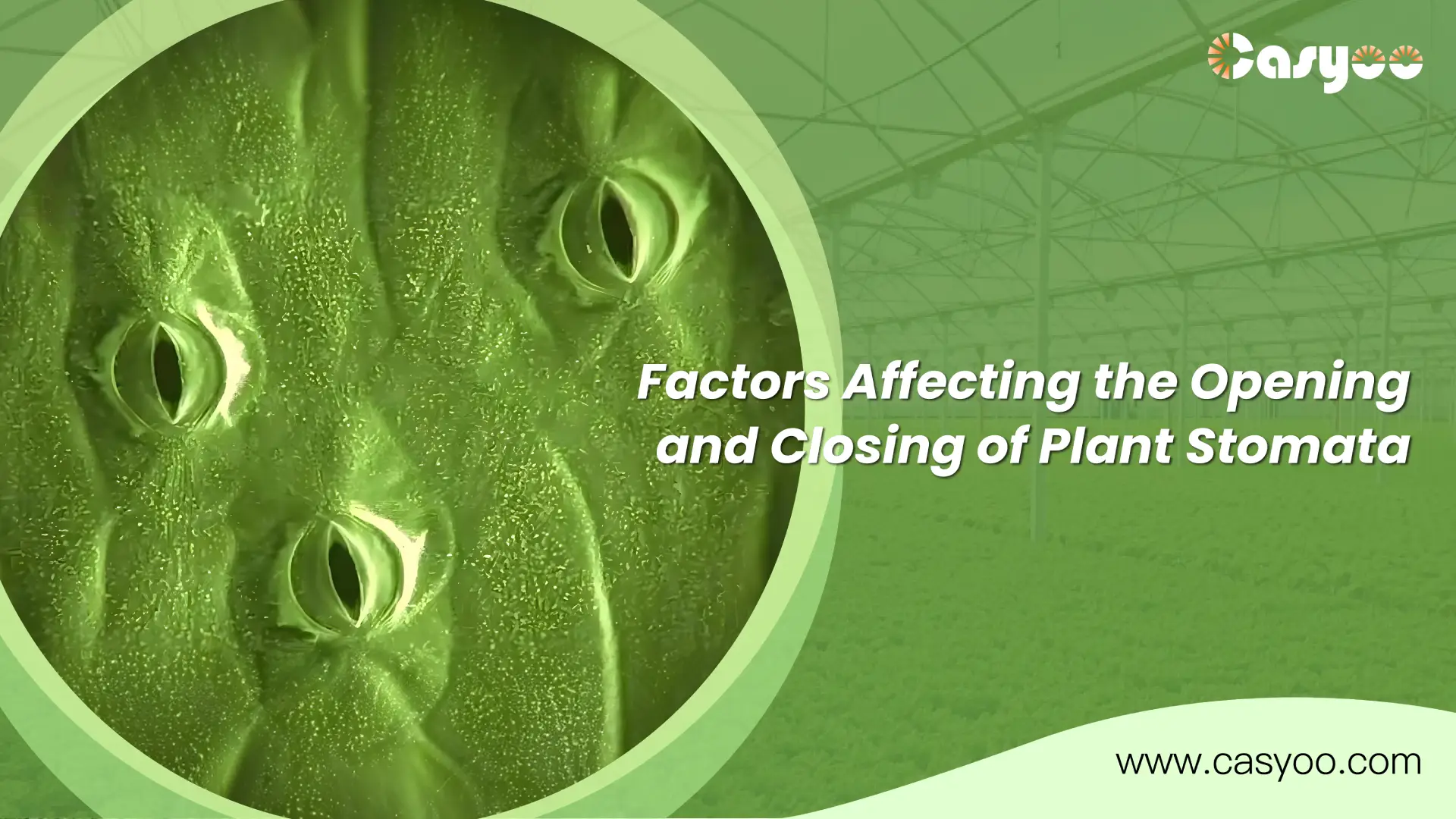 Factors Affecting the Opening and Closing of Plant Stomata