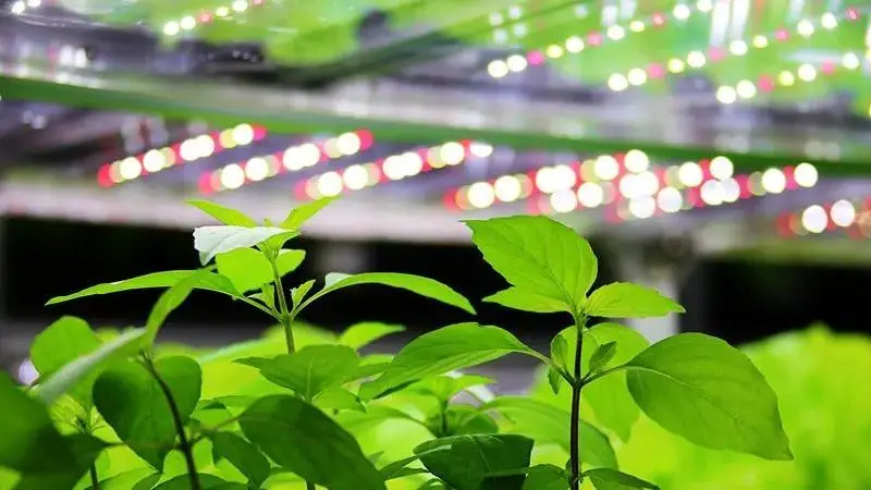 Lighting intensity for seedlings