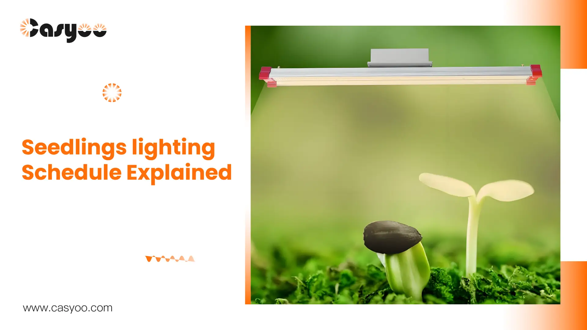 Seedlings lighting Schedule Explained