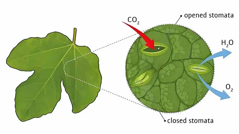 The Principle of Opening and Closing Pores