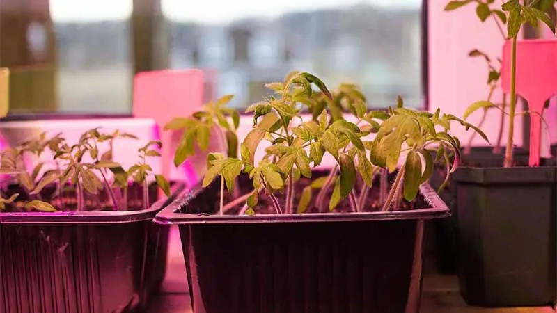 The duration of red light exposure for seedlings