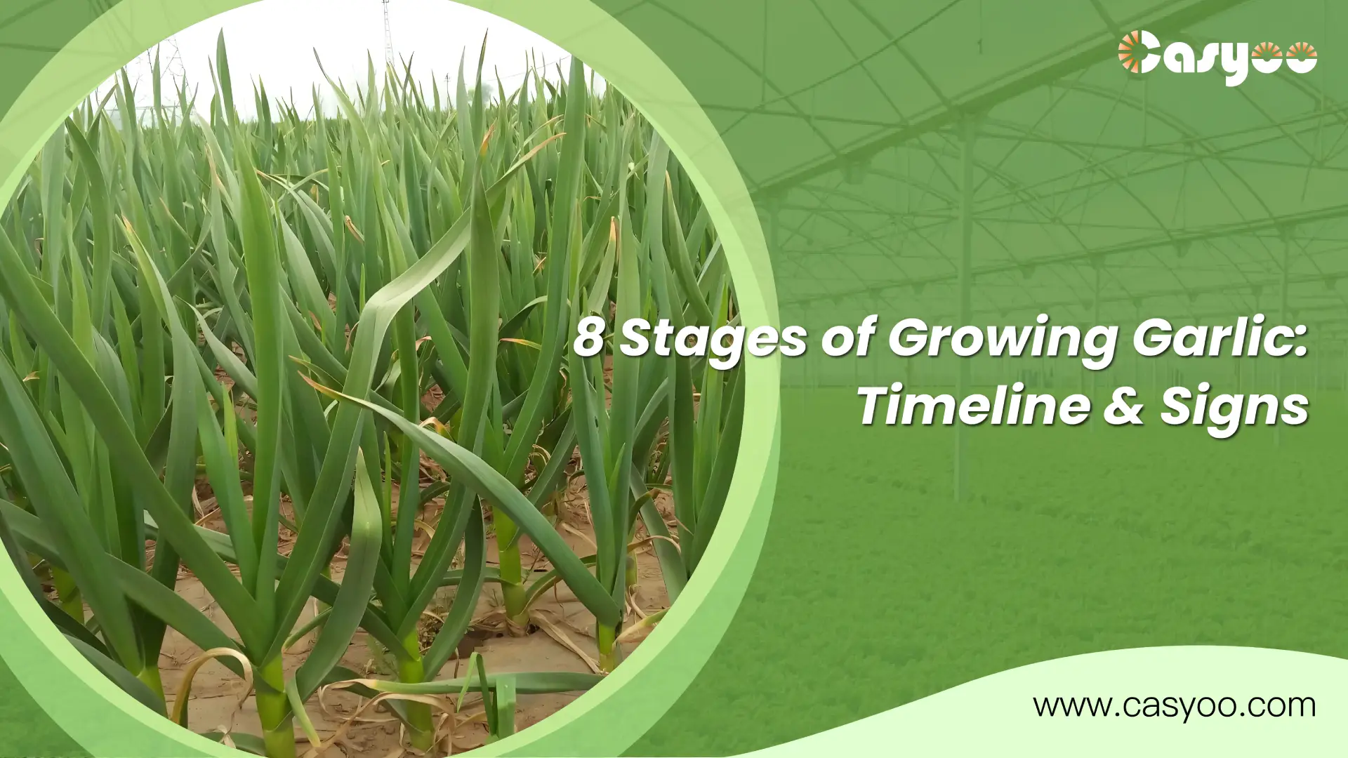 8 Stages of Growing Garlic_ Timeline & Signs