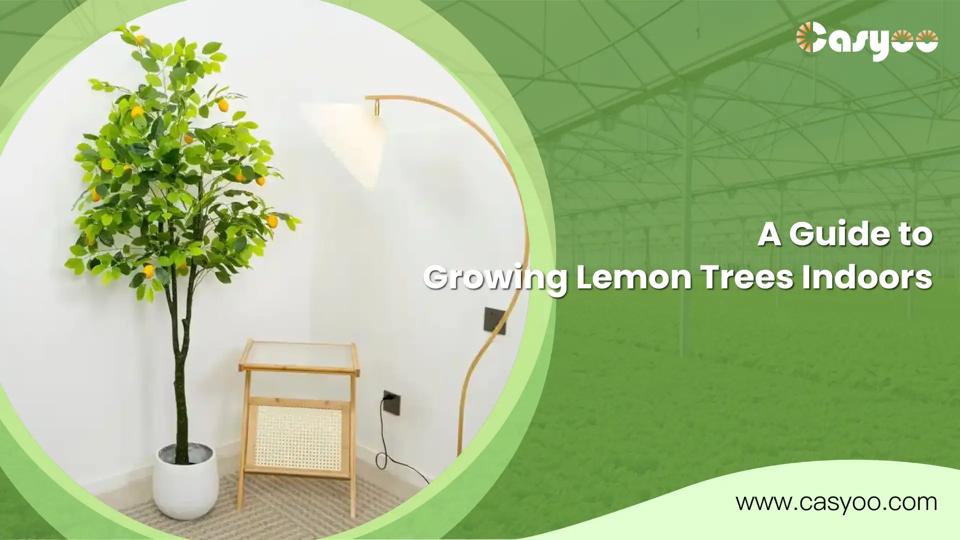 A Guide to Growing Lemon Trees Indoors