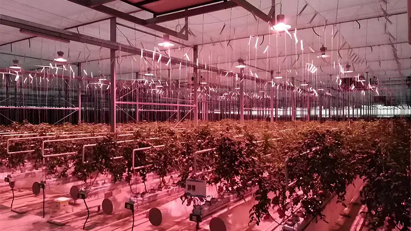 Hang Grow Lights