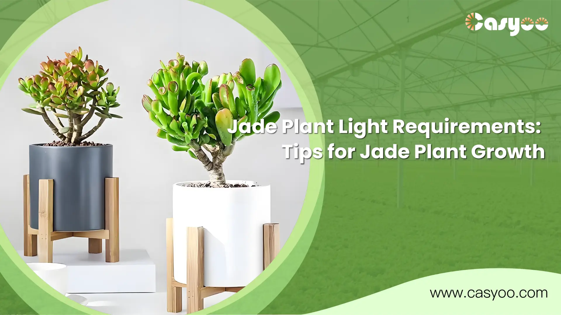 Jade Plant Light Requirements_ Tips for Jade Plant Growth