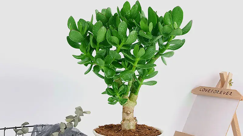 Jade Plant Light