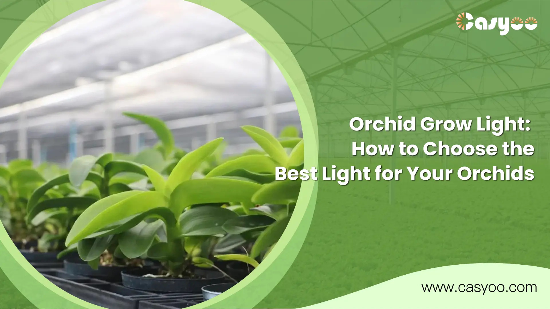 Orchid Grow Light: How to Choose the Best Light for Your Orchids