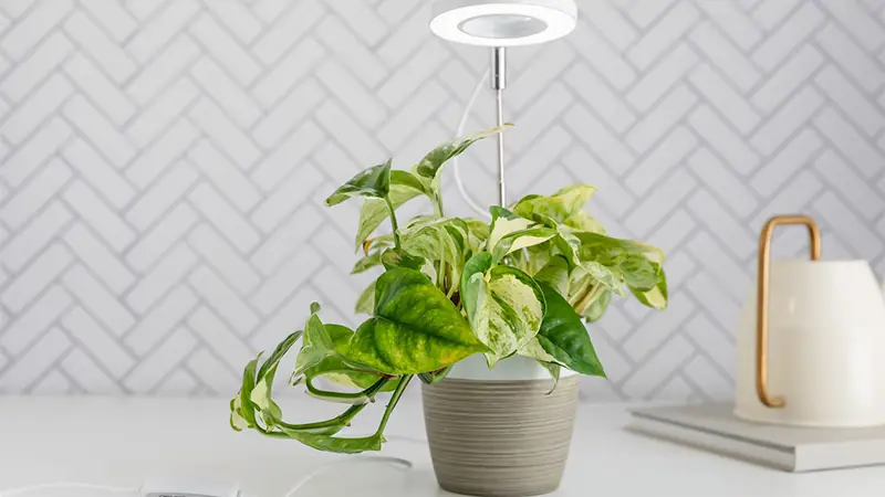 Pothos grow light