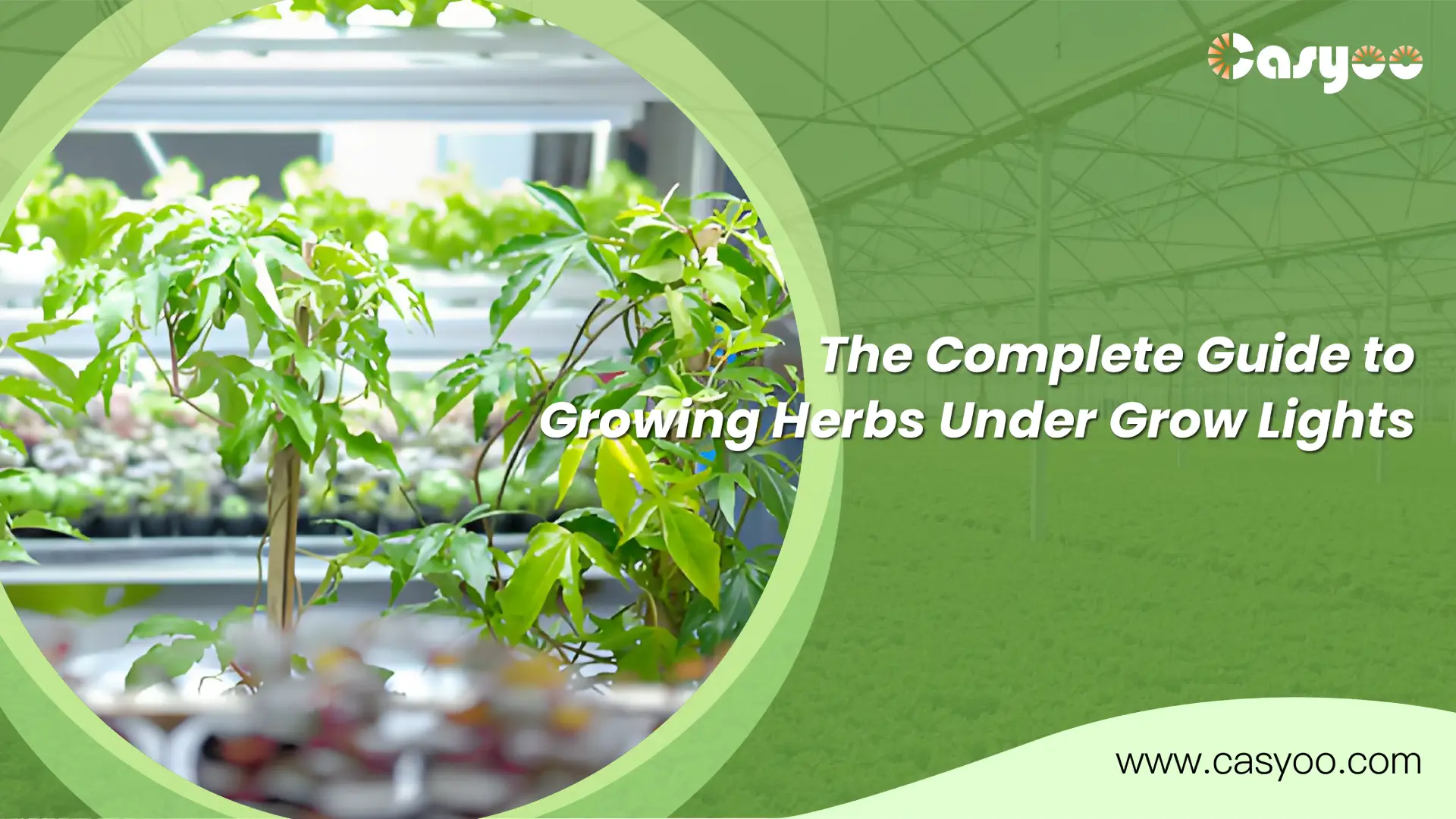 The Complete Guide to Growing Herbs Under Grow Lights