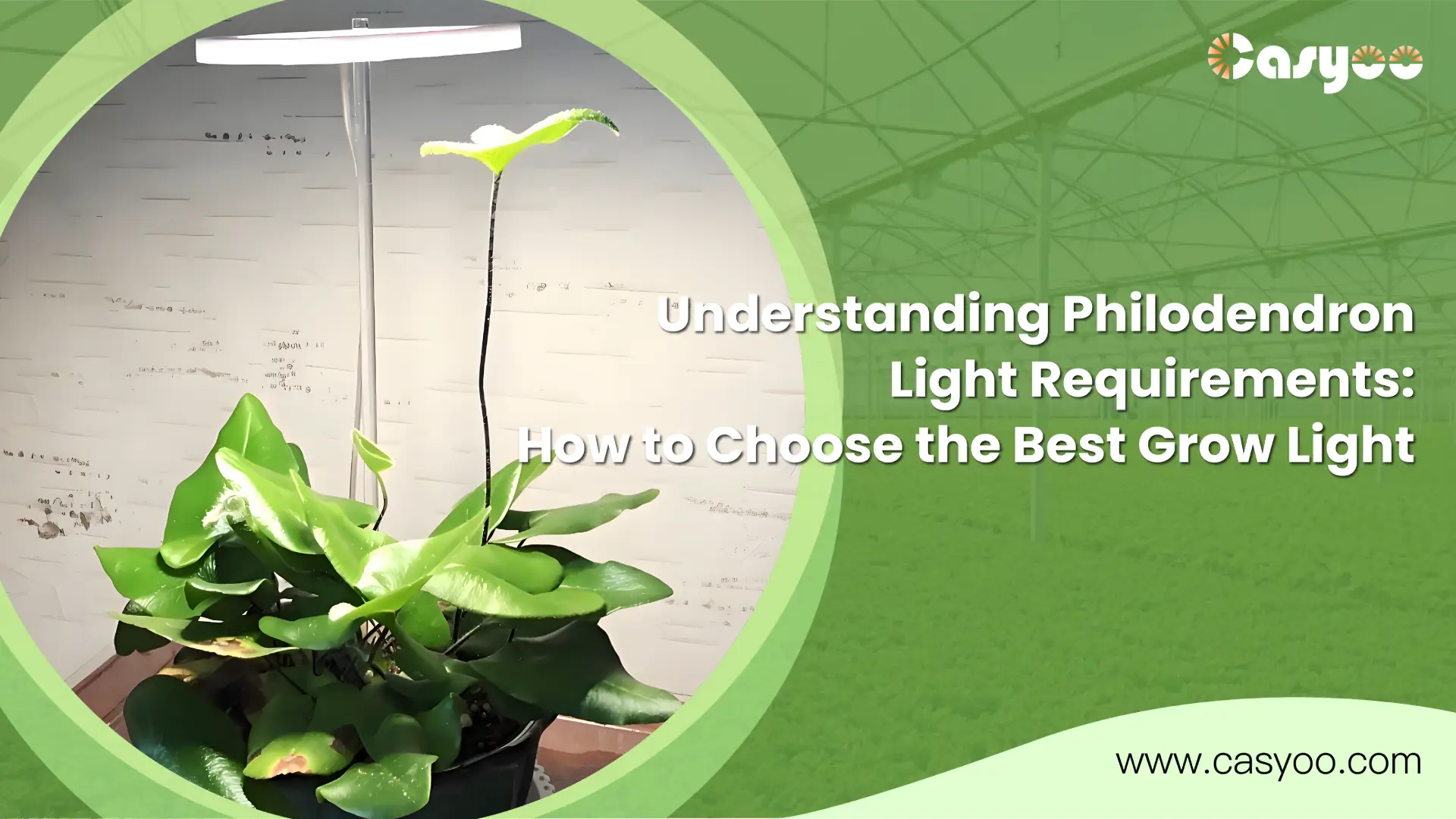 Understanding Philodendron Light Requirements How to Choose the Best Grow Light