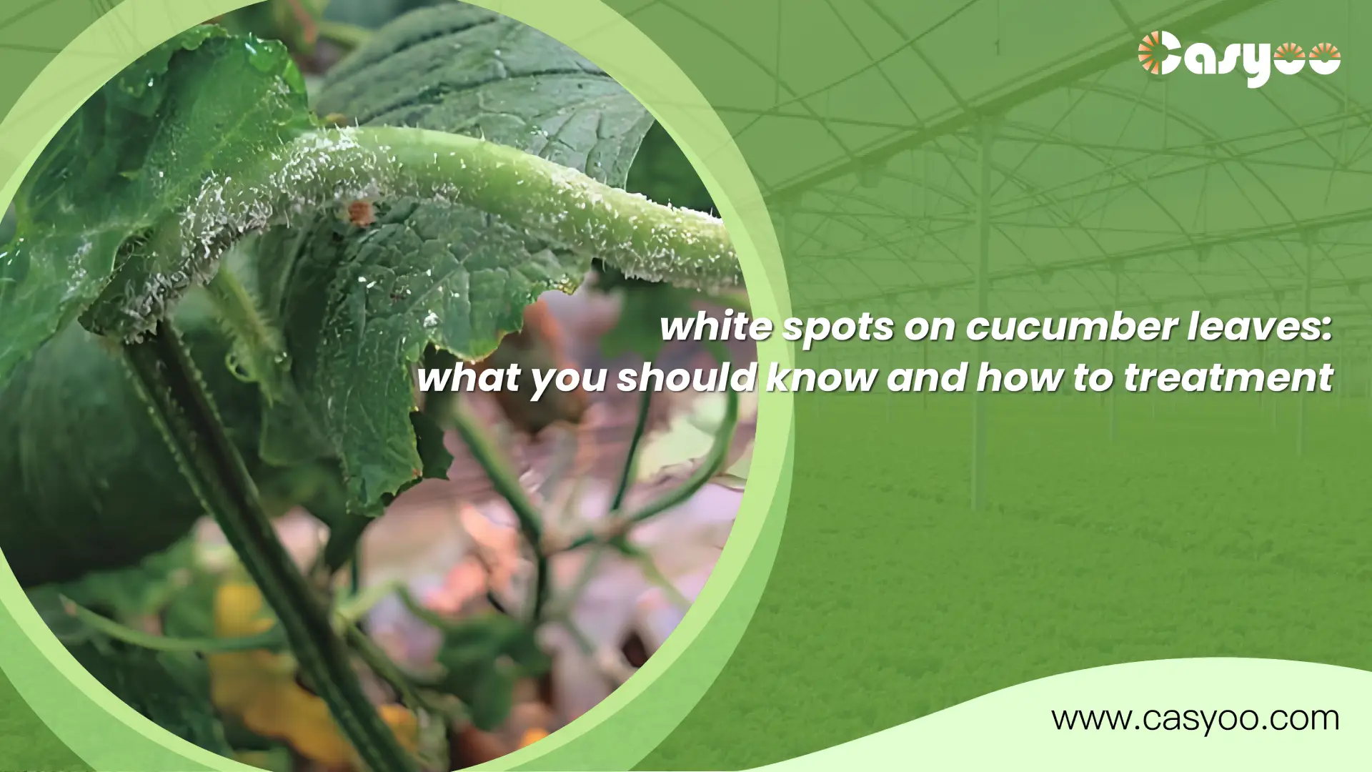 White Spots on Cucumber Leaves What You Should Know and How to Treatment