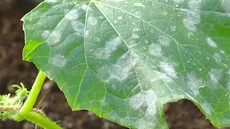 White Spots on Cucumber Leaves