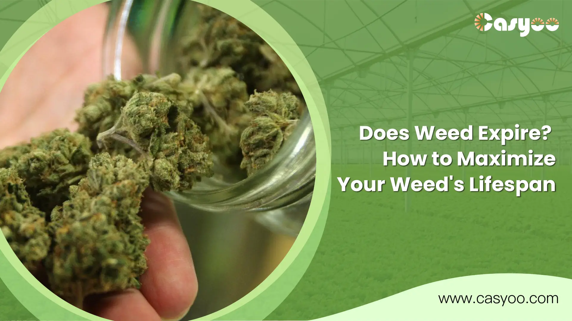 Does Weed Expire_ How to Maximize Your Weed's Lifespan