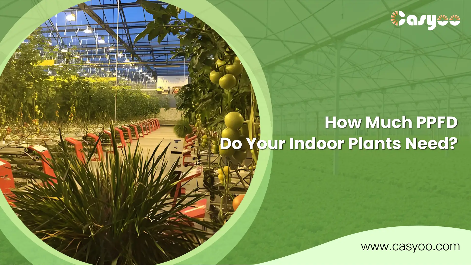 How Much PPFD Do Your Indoor Plants Need_