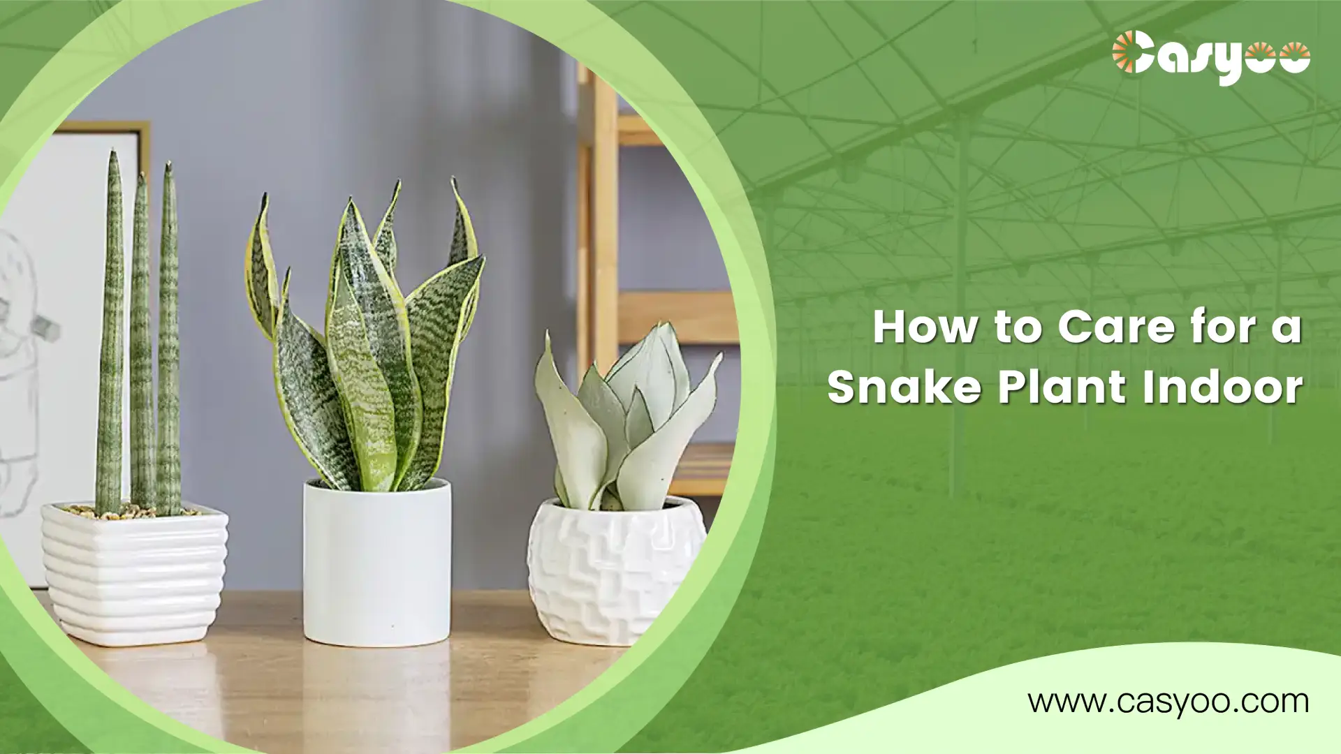 How to Care for a Snake Plant Indoor