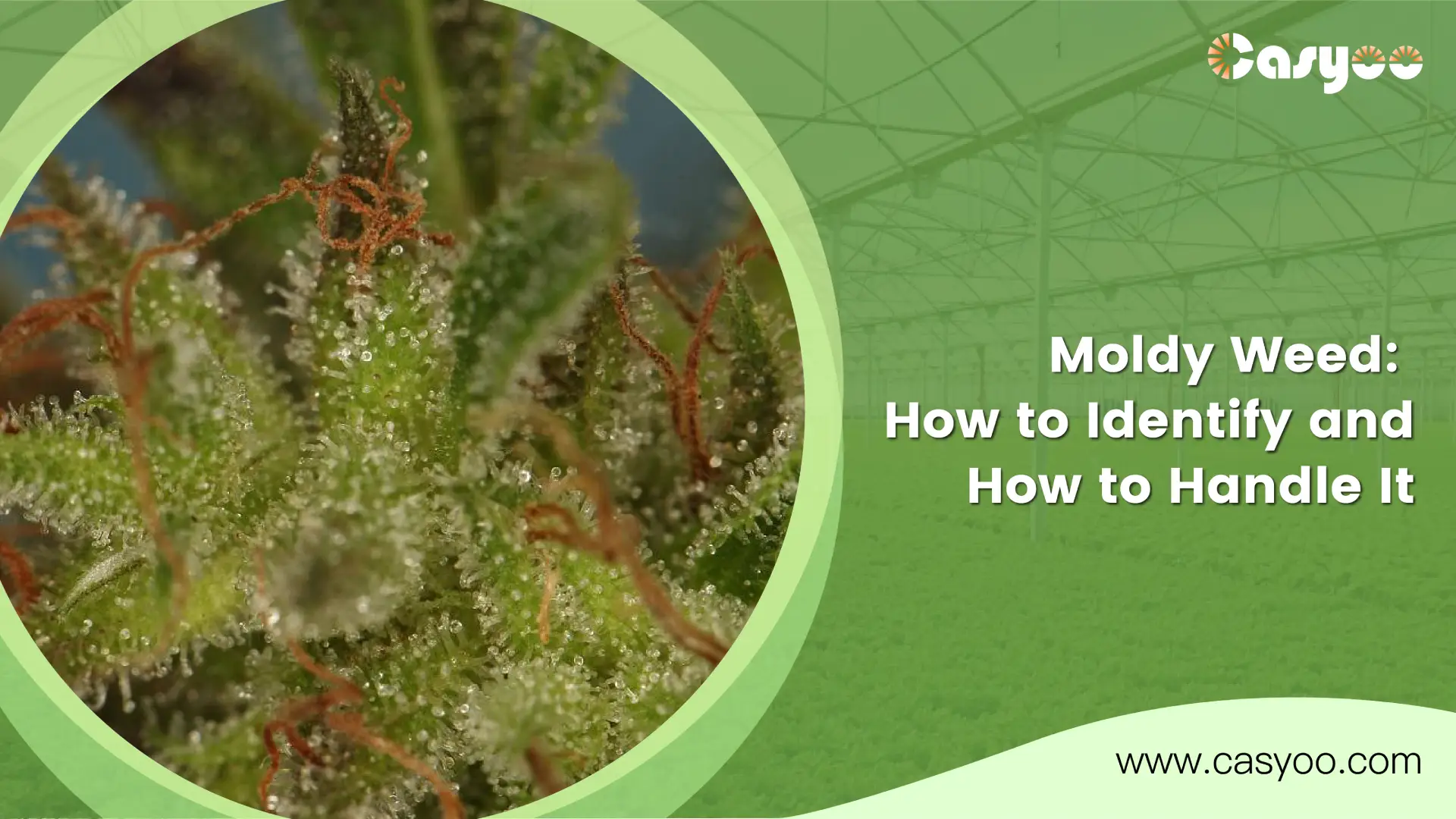 Moldy Weed: How to Identify and How to Handle It