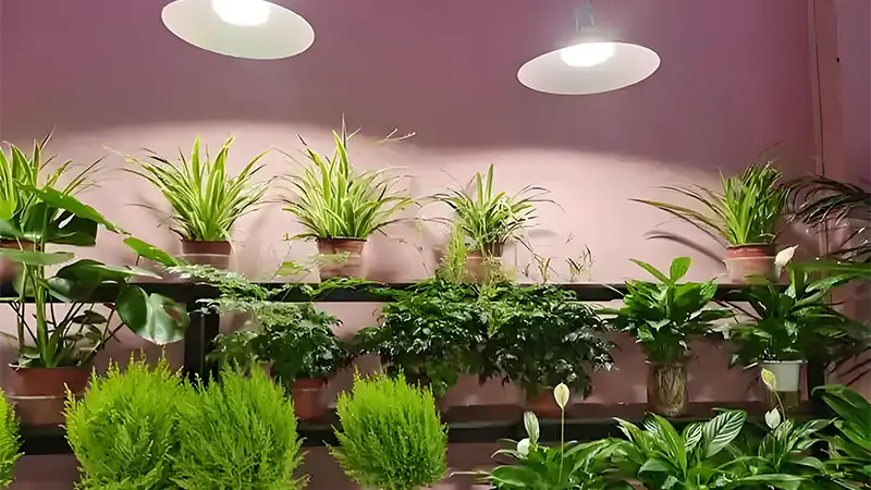 PPFD Do Your Indoor Plants Need