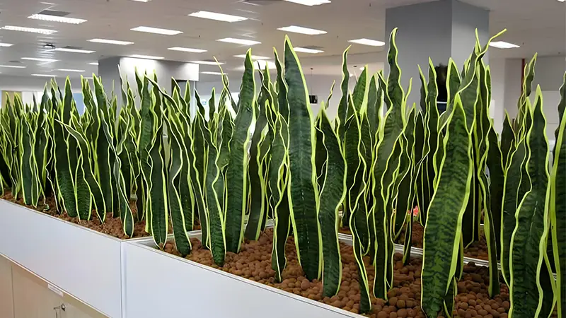 Snake Plant Indoor