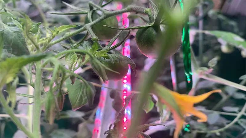 Tomato Grow Lights